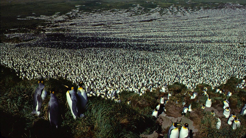 Over 2 million king penguins lived on Ile aux Cochons when this photo was taken in 1982.